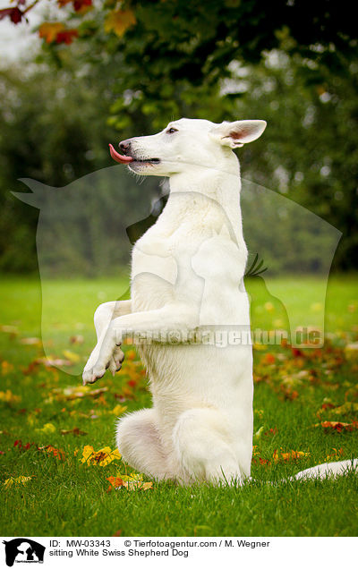 sitzender Weier Schweizer Schferhund / sitting White Swiss Shepherd Dog / MW-03343