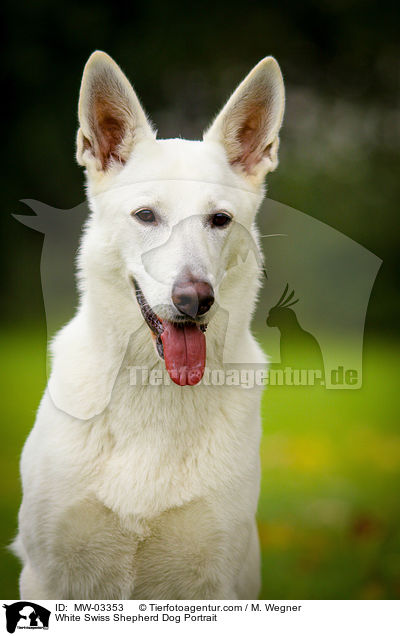 White Swiss Shepherd Dog Portrait / MW-03353