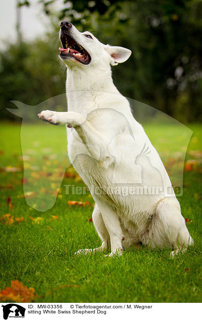sitting White Swiss Shepherd Dog / MW-03356
