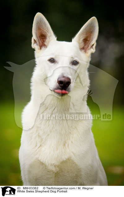 White Swiss Shepherd Dog Portrait / MW-03362