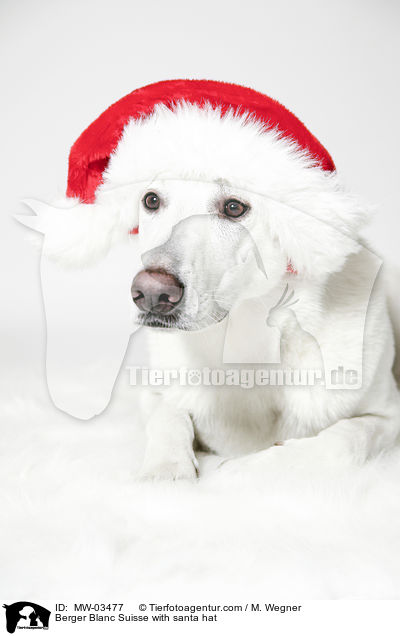 Berger Blanc Suisse with santa hat / MW-03477