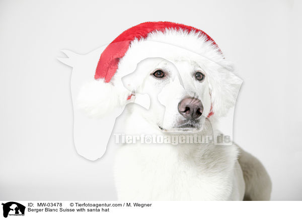Berger Blanc Suisse with santa hat / MW-03478