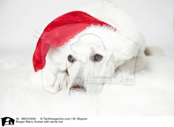 Berger Blanc Suisse with santa hat / MW-03480