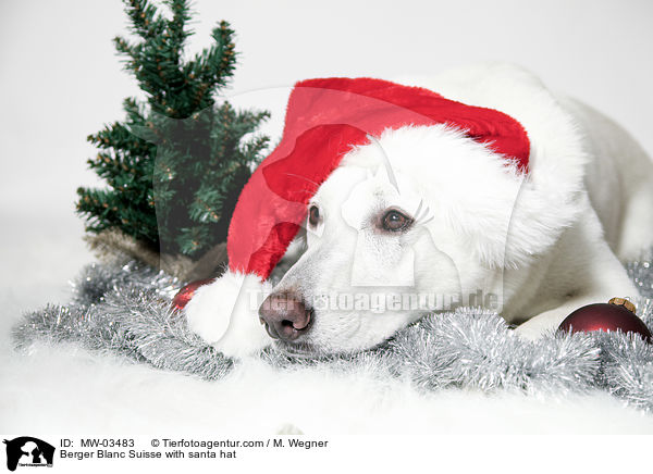 Berger Blanc Suisse with santa hat / MW-03483