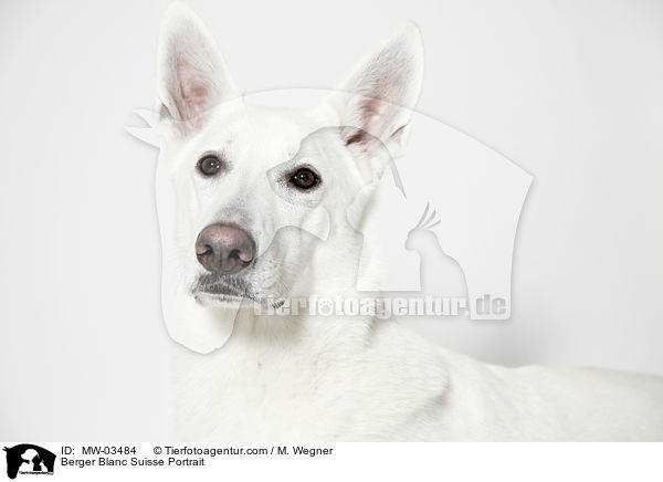 Berger Blanc Suisse Portrait / MW-03484