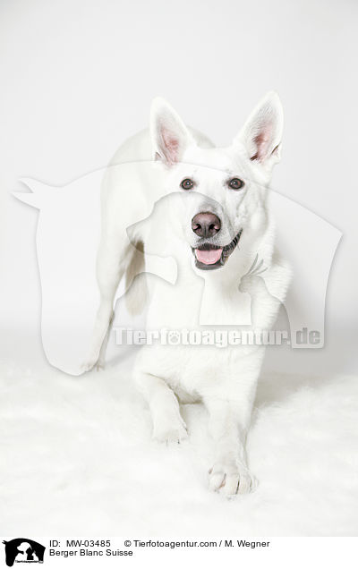 Berger Blanc Suisse / MW-03485