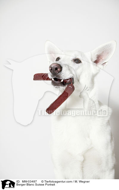 Berger Blanc Suisse Portrait / MW-03487