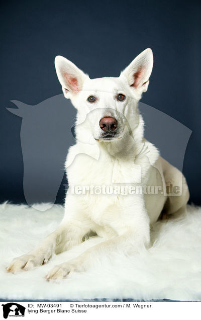 lying Berger Blanc Suisse / MW-03491