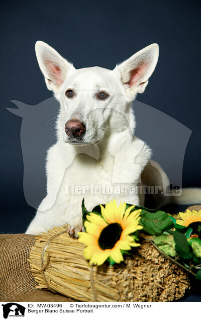 Berger Blanc Suisse Portrait / MW-03496