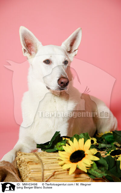 lying Berger Blanc Suisse / MW-03498