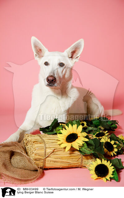 lying Berger Blanc Suisse / MW-03499
