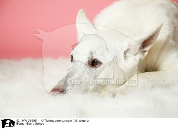 Berger Blanc Suisse / MW-03505