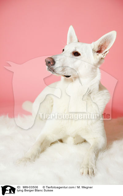 lying Berger Blanc Suisse / MW-03506