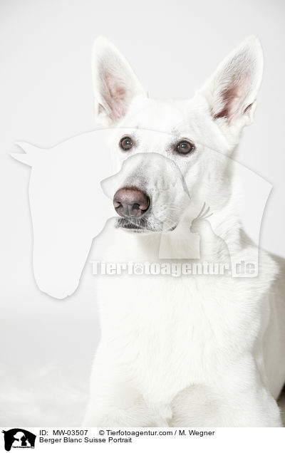 Berger Blanc Suisse Portrait / MW-03507
