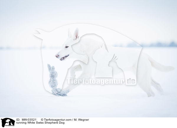 running White Swiss Shepherd Dog / MW-03521