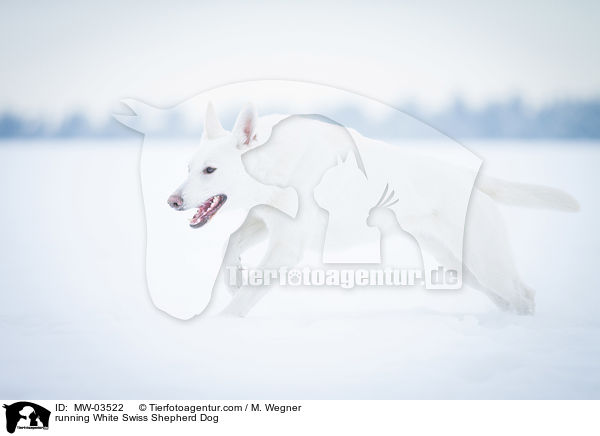 running White Swiss Shepherd Dog / MW-03522