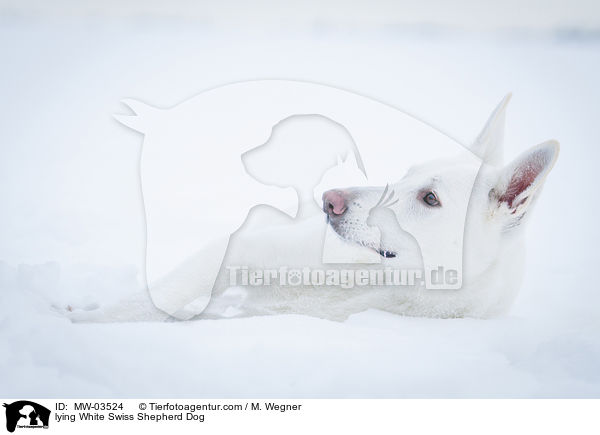 lying White Swiss Shepherd Dog / MW-03524