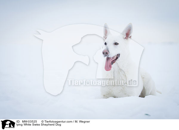 lying White Swiss Shepherd Dog / MW-03525