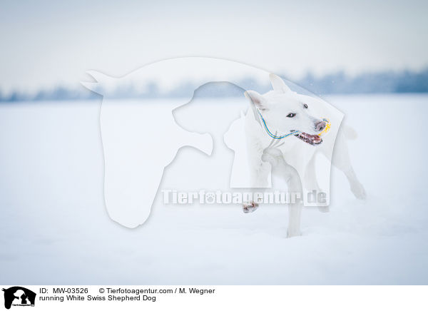 running White Swiss Shepherd Dog / MW-03526