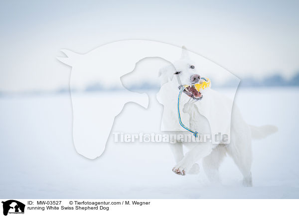running White Swiss Shepherd Dog / MW-03527