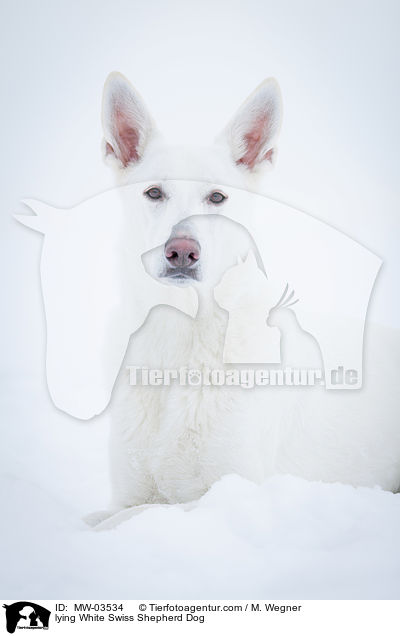 lying White Swiss Shepherd Dog / MW-03534