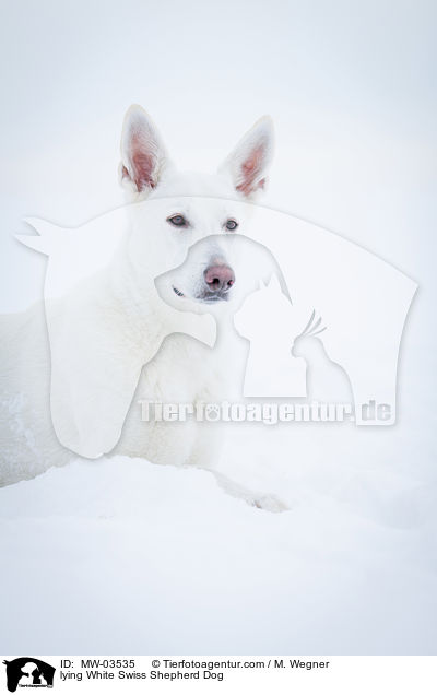 lying White Swiss Shepherd Dog / MW-03535