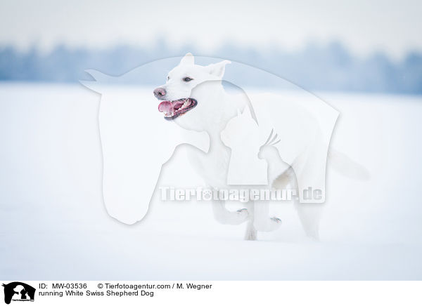 running White Swiss Shepherd Dog / MW-03536