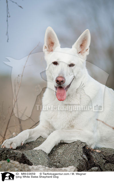 lying White Swiss Shepherd Dog / MW-03659