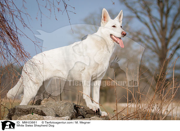 White Swiss Shepherd Dog / MW-03661