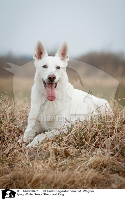liegender Weier Schweizer Schferhund / lying White Swiss Shepherd Dog / MW-03671