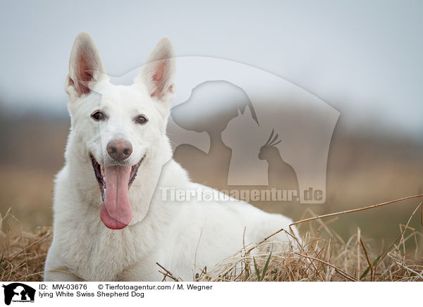 lying White Swiss Shepherd Dog / MW-03676