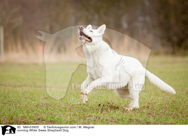 running White Swiss Shepherd Dog / MW-03905
