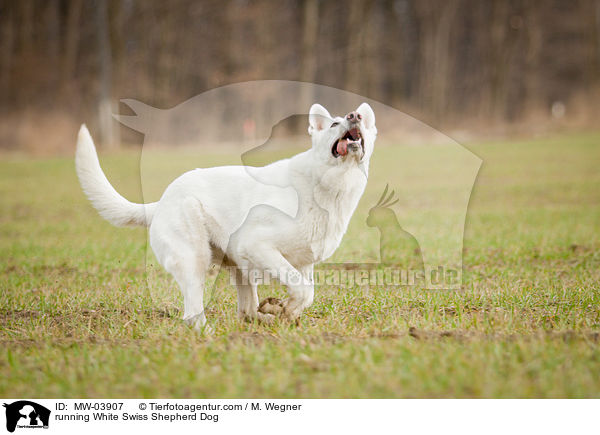 rennender Weier Schweizer Schferhund / running White Swiss Shepherd Dog / MW-03907