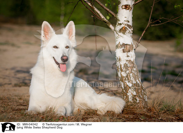 lying White Swiss Shepherd Dog / MW-04042