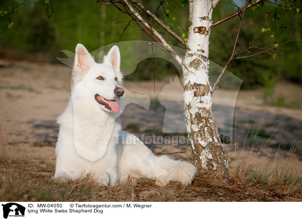lying White Swiss Shepherd Dog / MW-04050