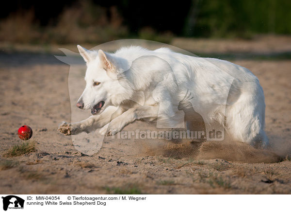 running White Swiss Shepherd Dog / MW-04054