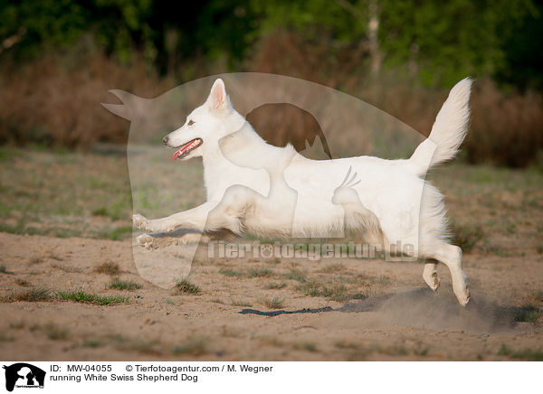 running White Swiss Shepherd Dog / MW-04055