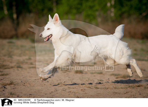 running White Swiss Shepherd Dog / MW-04056