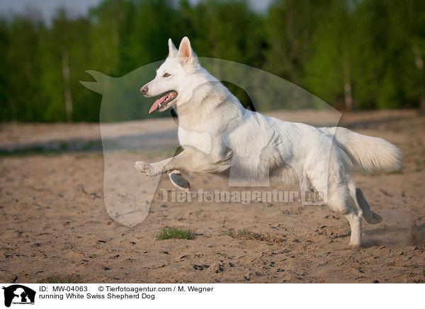 running White Swiss Shepherd Dog / MW-04063