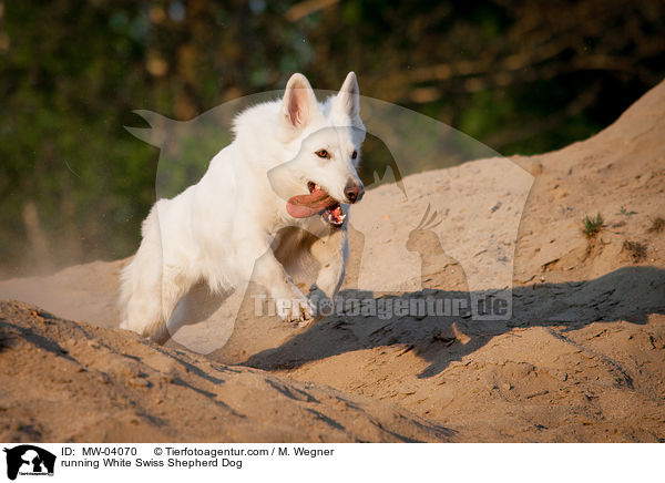 running White Swiss Shepherd Dog / MW-04070