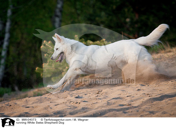 running White Swiss Shepherd Dog / MW-04073