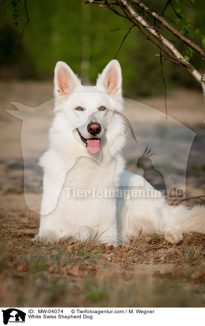 White Swiss Shepherd Dog / MW-04074