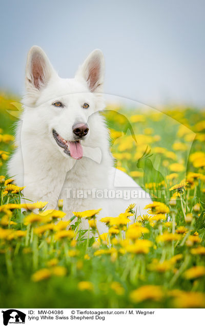 lying White Swiss Shepherd Dog / MW-04086