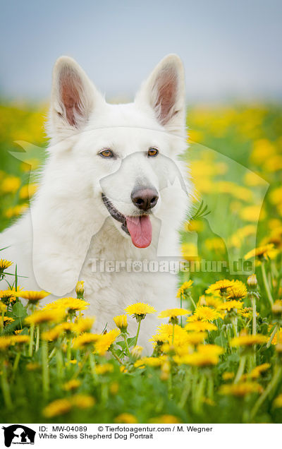 White Swiss Shepherd Dog Portrait / MW-04089