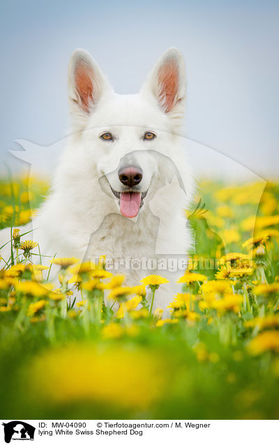 lying White Swiss Shepherd Dog / MW-04090