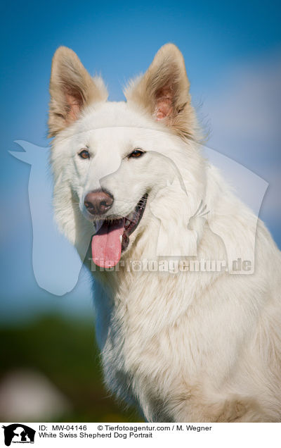 White Swiss Shepherd Dog Portrait / MW-04146