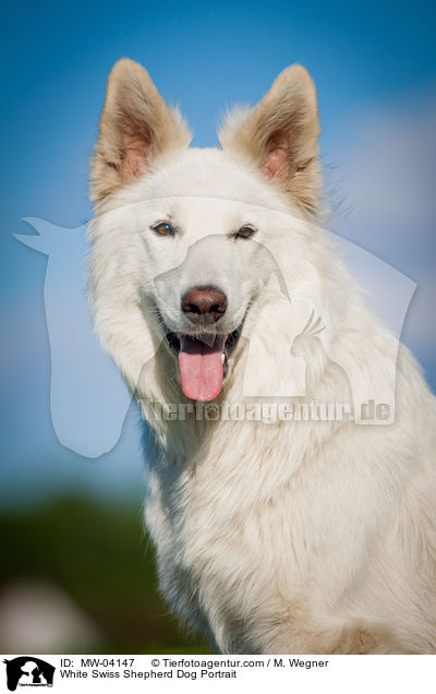 White Swiss Shepherd Dog Portrait / MW-04147