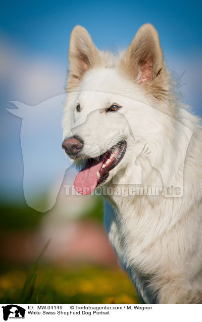 White Swiss Shepherd Dog Portrait / MW-04149