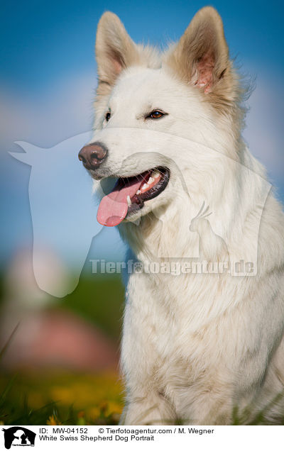 White Swiss Shepherd Dog Portrait / MW-04152
