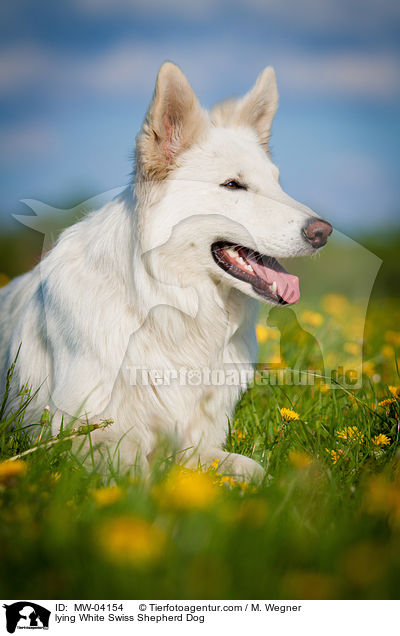 lying White Swiss Shepherd Dog / MW-04154